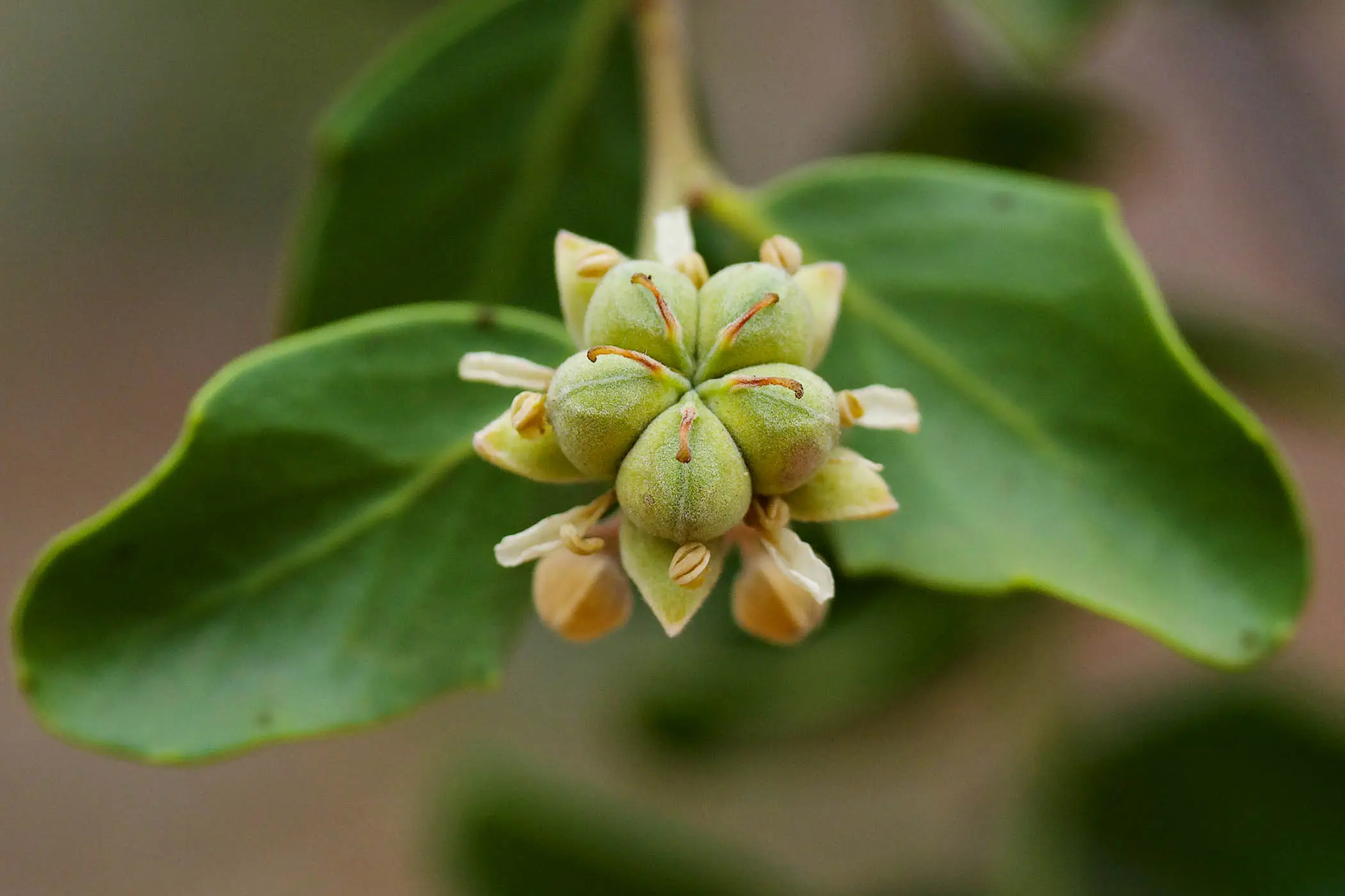 From Chilean trees to global health: why vaccine supply needs to change